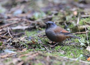 Maroon-backed Accentor, 栗背岩鹨, Prunella immaculata-gallery-