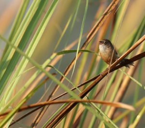 Jerdon’s Babbler, 杰氏鹛雀, Chrysomma altirostre-gallery-