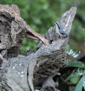 Chestnut-vented Nuthatch, 栗臀䴓, Sitta nagaensis-gallery-