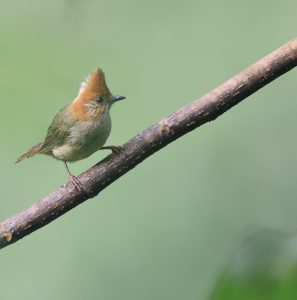 White-naped Yuhina, 白项凤鹛, Yuhina bakeri-gallery-