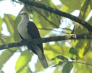 Mountain Imperial Pigeon, 山皇鸠, Ducula badia-gallery-