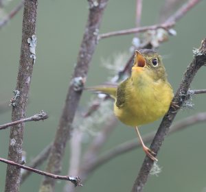 Whistler’s Warbler, 韦氏鹟莺, Phylloscopus whistleri-gallery-