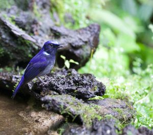 Small Niltava, 小仙鹟, Niltava macgrigoriae-gallery-