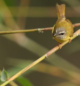 Yellow-bellied Warbler, 黄腹鹟莺, Abroscopus superciliaris-gallery-