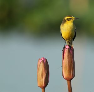 Citrine Wagtail, 黄头鹡鸰, Motacilla citreola-gallery-