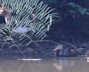 White-winged Duck, 白翅栖鸭, Asarcornis scutulata-gallery-