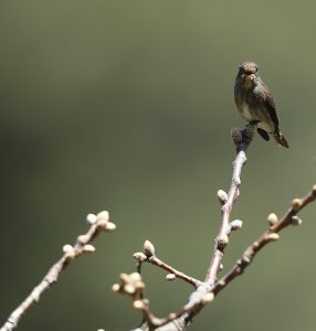 Dark-sided Flycatcher, 乌鹟, Muscicapa sibirica-gallery-