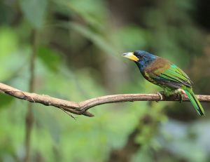 Great Barbet, 大拟啄木鸟, Psilopogon virens-gallery-