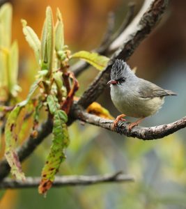 Black-chinned Yuhina, 黑额凤鹛, Yuhina nigrimenta-gallery-