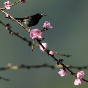 Black-throated Sunbird, 黑胸太阳鸟, Aethopyga saturata-gallery-