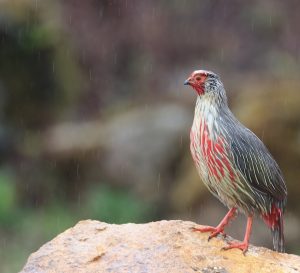 Blood Pheasant, 血雉, Ithaginis cruentus-gallery-