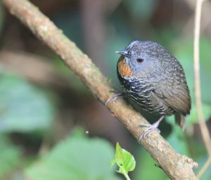 Mishmi Wren Babbler, 锈喉鹩鹛, Spelaeornis badeigularis-gallery-