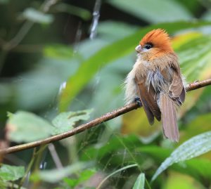 Pale-billed Parrotbill, 黑眉鸦雀, Chleuasicus atrosuperciliaris-gallery-