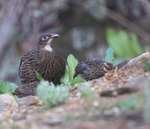 Himalayan Monal, 棕尾虹雉, Lophophorus impejanus-gallery-