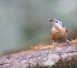 Beautiful Nuthatch, 丽䴓, Sitta formosa-gallery-