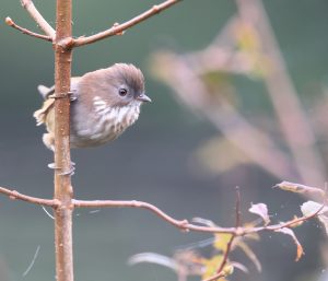 Brown-throated Fulvetta, 路德雀鹛, Fulvetta ludlowi-gallery-