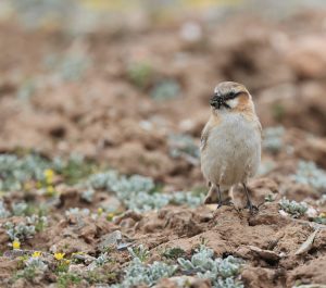 Rufous-necked Snowfinch, 棕颈雪雀, Pyrgilauda ruficollis-gallery-