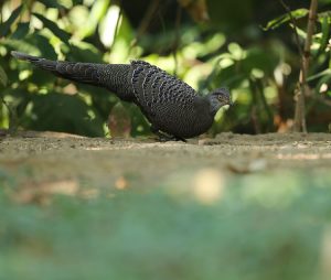 Grey Peacock-Pheasant, 灰孔雀雉, Polyplectron bicalcaratum-gallery-