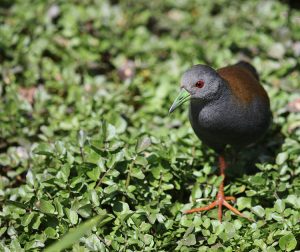 Black-tailed Crake, 棕背田鸡, Porzana bicolor-gallery-