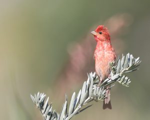 Common Rosefinch, 普通朱雀, Carpodacus erythrinus-gallery-