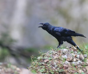 Eastern Jungle Crow, 丛林鸦, Corvus levaillantii-gallery-