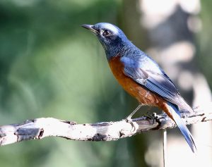 Chestnut-bellied Rock Thrush, 栗腹矶鸫, Monticola rufiventris-gallery-