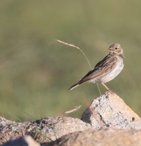 Hume’s Short-toed Lark, 细嘴短趾百灵, Calandrella acutirostris-gallery-