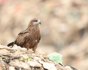 Black Kite, 黑鸢, Milvus migrans-gallery-