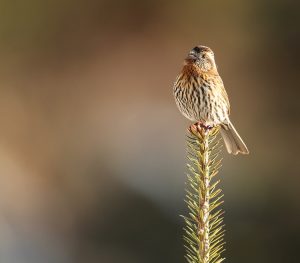 Himalayan White-browed Rosefinch, 喜山白眉朱雀, Carpodacus thura-gallery-