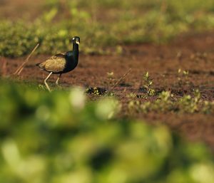 Bronze-winged Jacana, 铜翅水雉, Metopidius indicus-gallery-