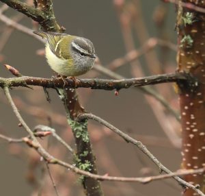 Ashy-throated Warbler, 灰喉柳莺, Phylloscopus maculipennis-gallery-