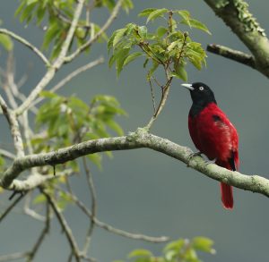 Maroon Oriole, 朱鹂, Oriolus traillii-gallery-