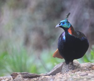 Himalayan Monal, 棕尾虹雉, Lophophorus impejanus-gallery-