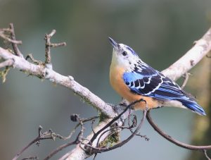 Beautiful Nuthatch, 丽䴓, Sitta formosa-gallery-