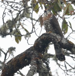 Large Hawk Cuckoo, 鹰鹃, Hierococcyx sparverioides-gallery-