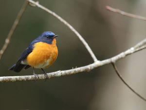 Rufous-breasted Bush Robin, 棕腹林鸲, Tarsiger hyperythrus-gallery-