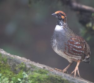 Hill Partridge, 环颈山鹧鸪, Arborophila torqueola-gallery-