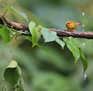 Golden Babbler, 金头穗鹛, Stachyridopsis chrysaea-gallery-