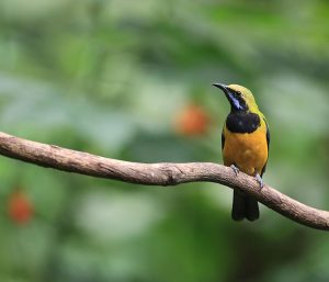 Orange-bellied Leafbird, 橙腹叶鹎, Chloropsis hardwickii-gallery-