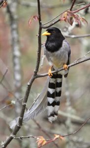 Yellow-billed Blue Magpie, 黄嘴蓝鹊, Urocissa flavirostris-gallery-