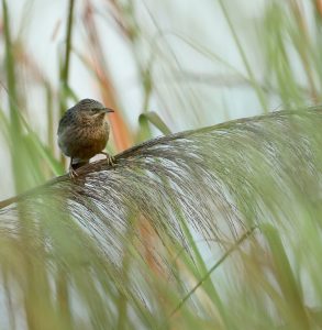 Striated Babbler, 纹背鸫鹛, Argya earlei-gallery-