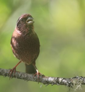 Dark-rumped Rosefinch, 棕朱雀, Carpodacus edwardsii-gallery-