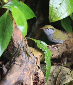 Grey-bellied Tesia, 灰腹地莺, Tesia cyaniventer-gallery-