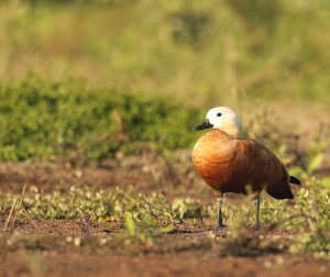 Ruddy Shelduck, 赤麻鸭, Tadorna ferruginea-gallery-