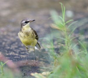 Western Yellow Wagtail, 西黄鹡鸰, Motacilla flava-gallery-