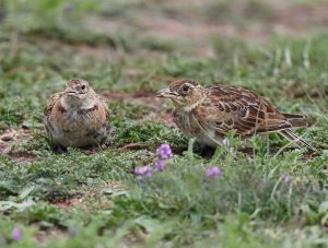 Tibetan Lark, 长嘴百灵, Melanocorypha maxima-gallery-