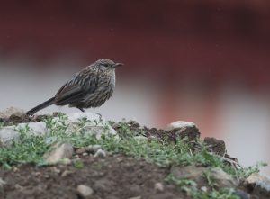 Giant Babax, 大草鹛, Pterorhinus waddelli-gallery-