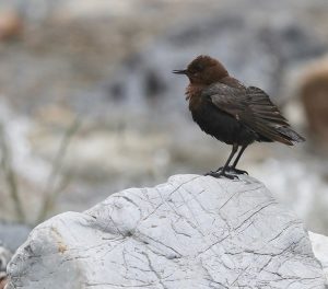 Brown Dipper, 褐河乌, Cinclus pallasii-gallery-