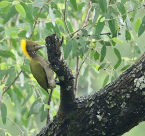 Greater Yellownape, 大黄冠啄木鸟, Chrysophlegma flavinucha-gallery-