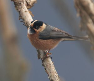 Rufous-fronted Bushtit, 棕额长尾山雀, Aegithalos iouschistos-gallery-